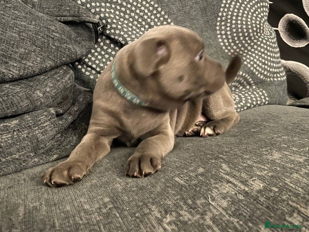 Staffordshire Bull Terrier dogs for sale: Staffordshire Bull Terrier Pups  - Image 2