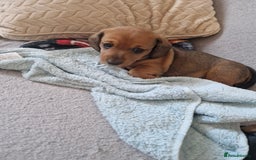 Dachshund dogs for sale: Boy / Girl - Image 5