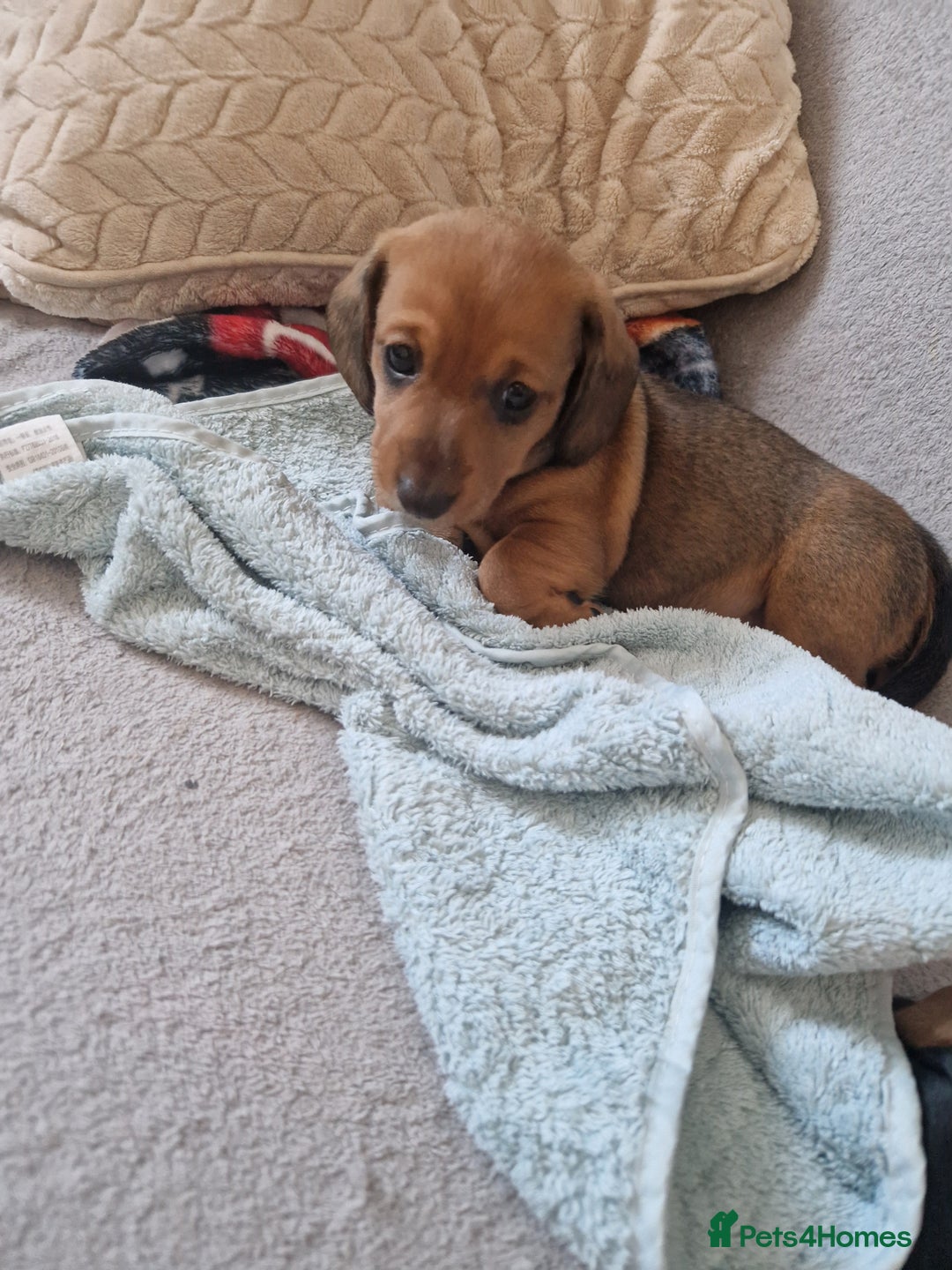 Dachshund dogs for sale: Boy / Girl - Image 5