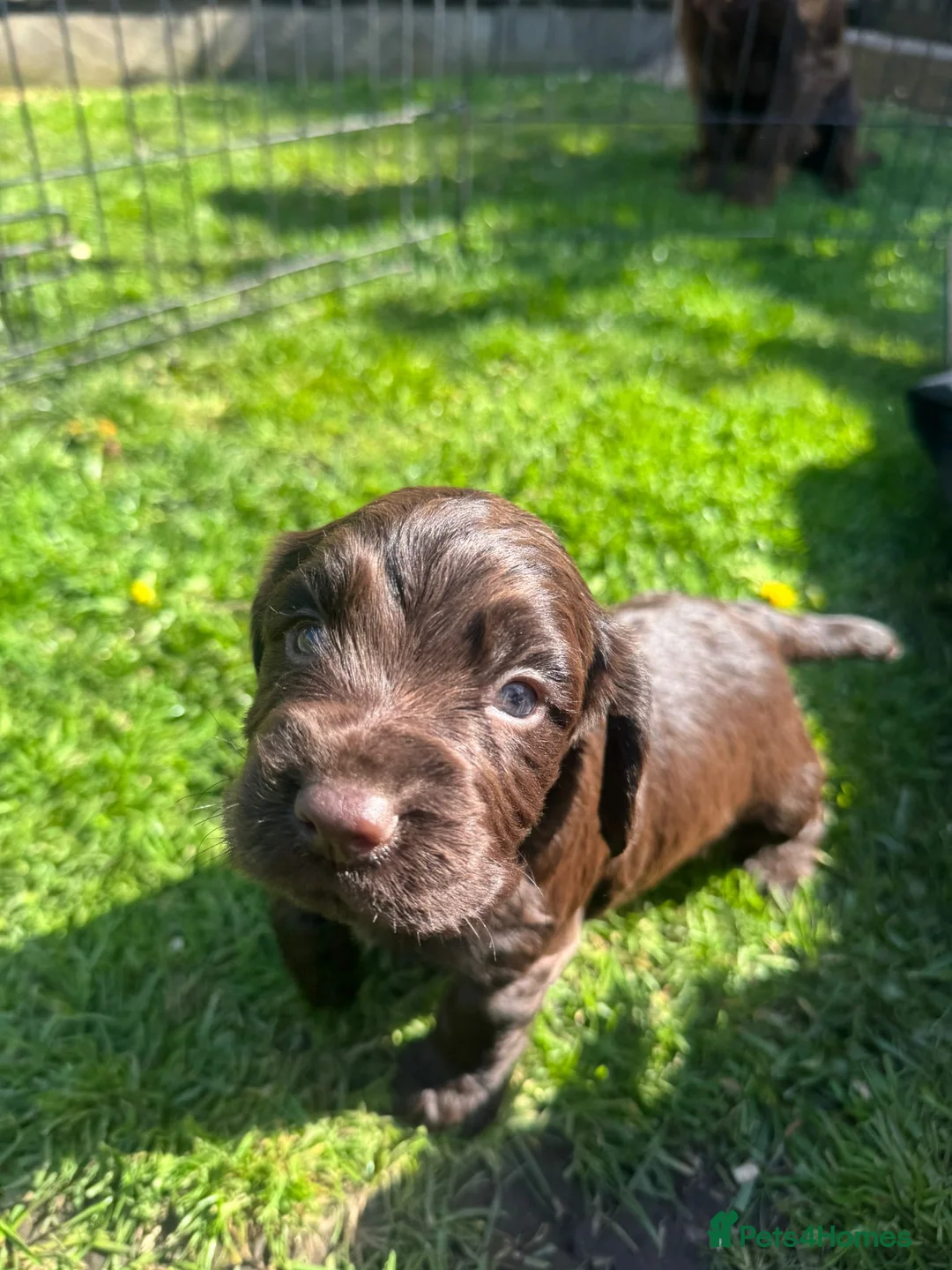 Cocker Spaniel dogs for sale: FOR SALE Cocker spaniel pups  - Advert 13