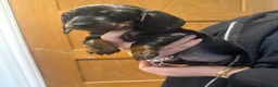 Miniature Dachshund dogs for sale: miniature dachshund 2 girls left ready in a week  - Advert 1