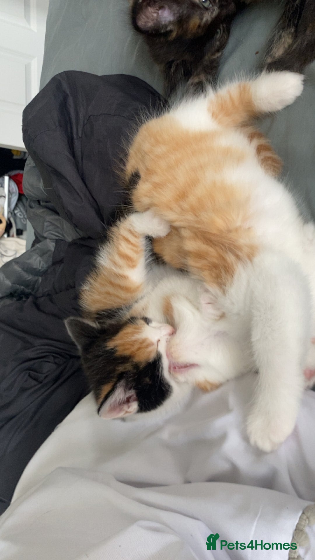 Ragdoll cats for sale: Ragdoll Kittens - Image 13