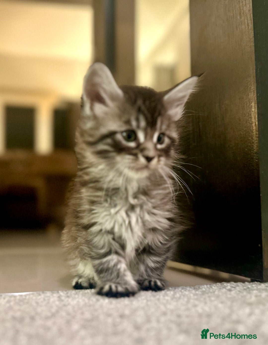 Maine Coon cats for sale: A litter of 7 Beautiful Maine coon kittens - Advert 10