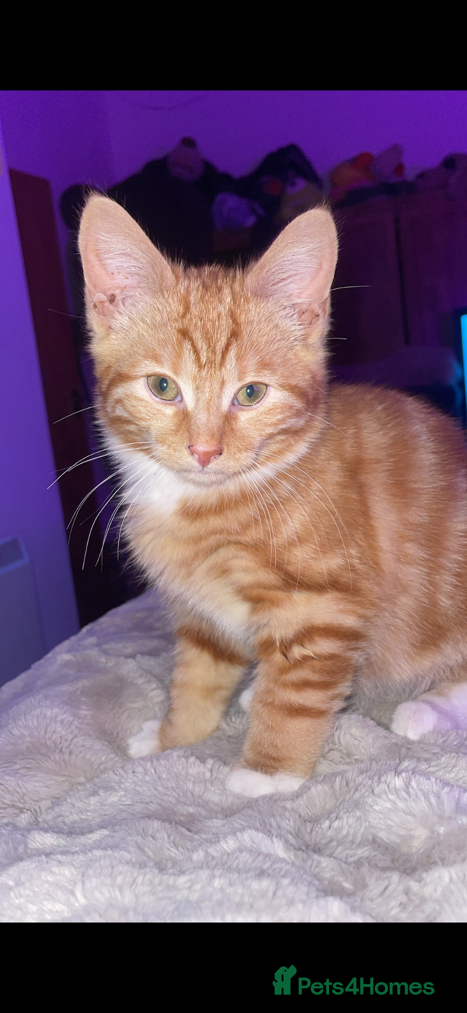 Mixed Breed cats Kitten - Advert 12