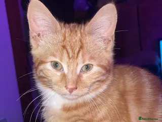 Mixed Breed cats Kitten - Advert 12