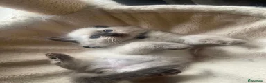 Ragdoll 2