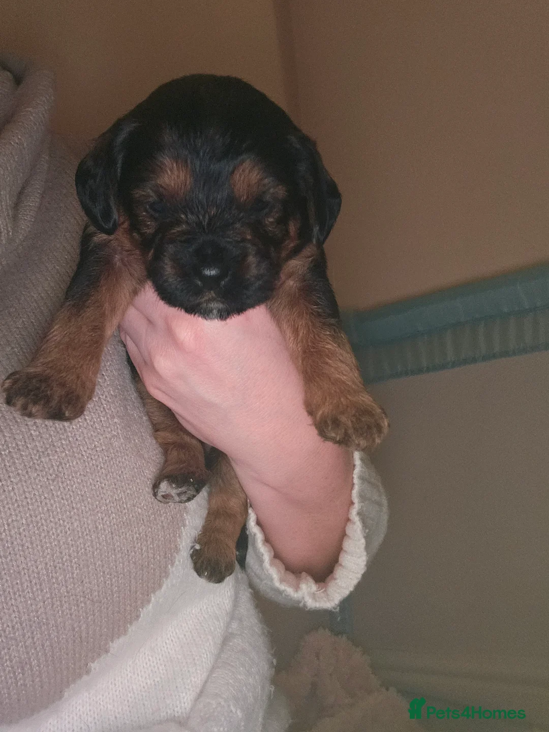 Mixed Breed dogs for sale: 4 beautiful pups for sale - Advert 10