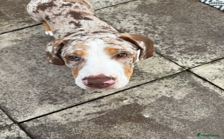 Mixed Breed dogs - Advert 1