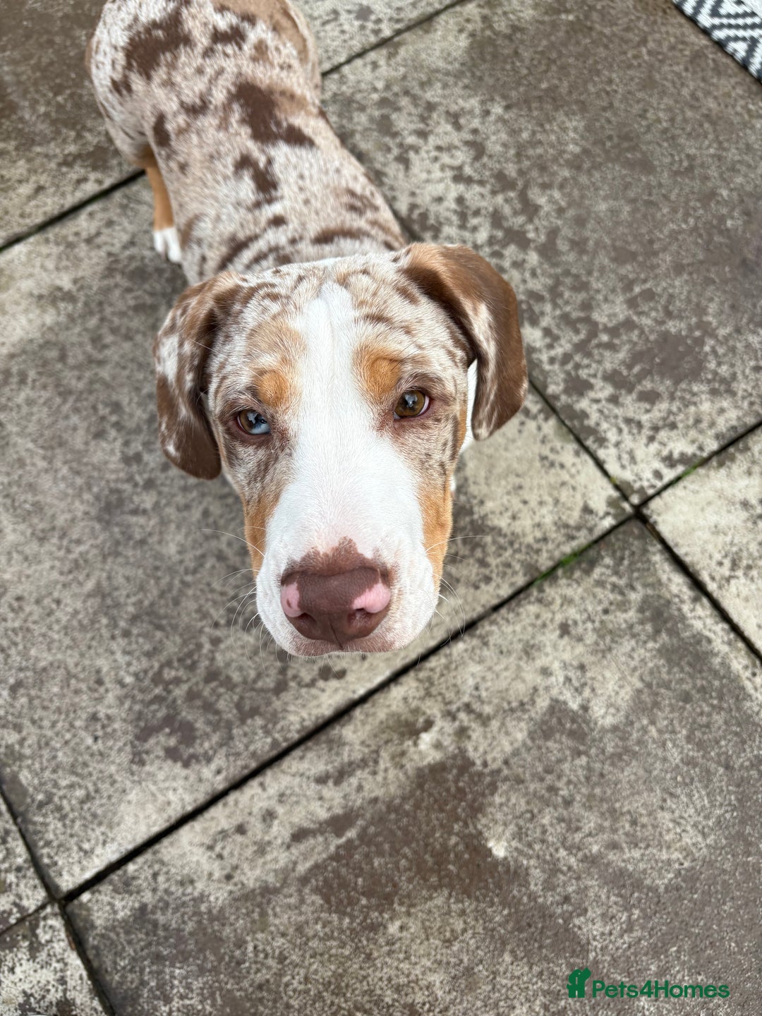 Mixed Breed dogs for sale: Old English bulldogge x miniature dachshund  - Image 1
