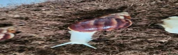 Snails invertebrates for sale: 🐌 10 Beautiful Giant African Land Snails 🐌 in Plymouth - Advert 10