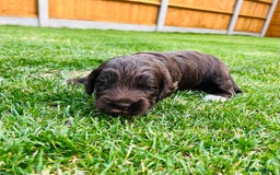 Cockapoo dogs for sale: Beautiful Merle cockapoos - Image 5