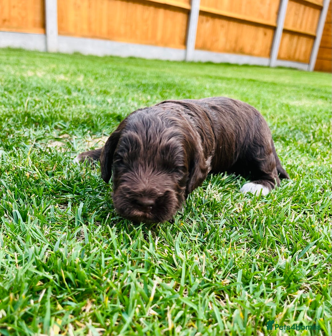 Cockapoo dogs for sale: Beautiful Merle cockapoos - Image 5