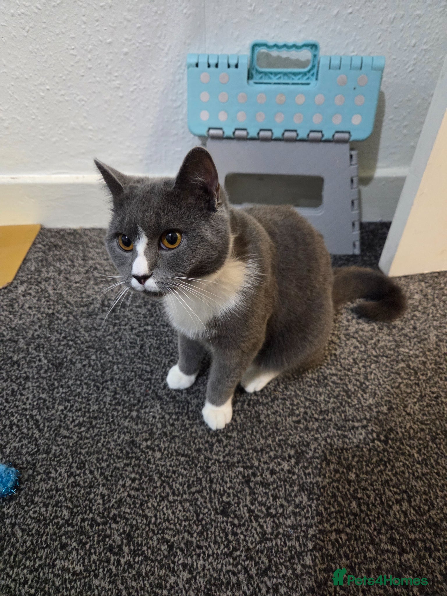 British Shorthair cats for sale: Marble in Birmingham - Advert 1