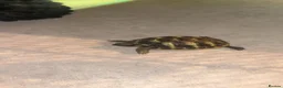 Hermann Tortoise reptiles for sale: Baby hermanns in Newport - Advert 4