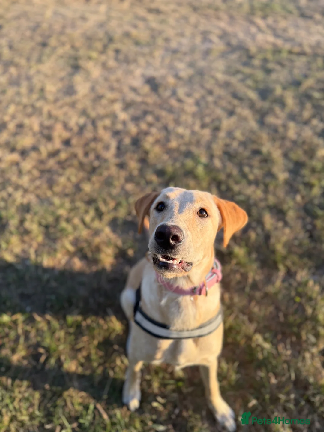 Mixed Breed dogs for sale: Meet Mabel 🐾 - Advert 2