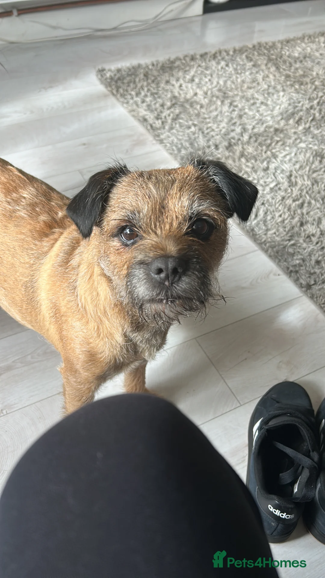 Border Terrier dogs for sale: Kc border terrier Puppys  - Advert 2