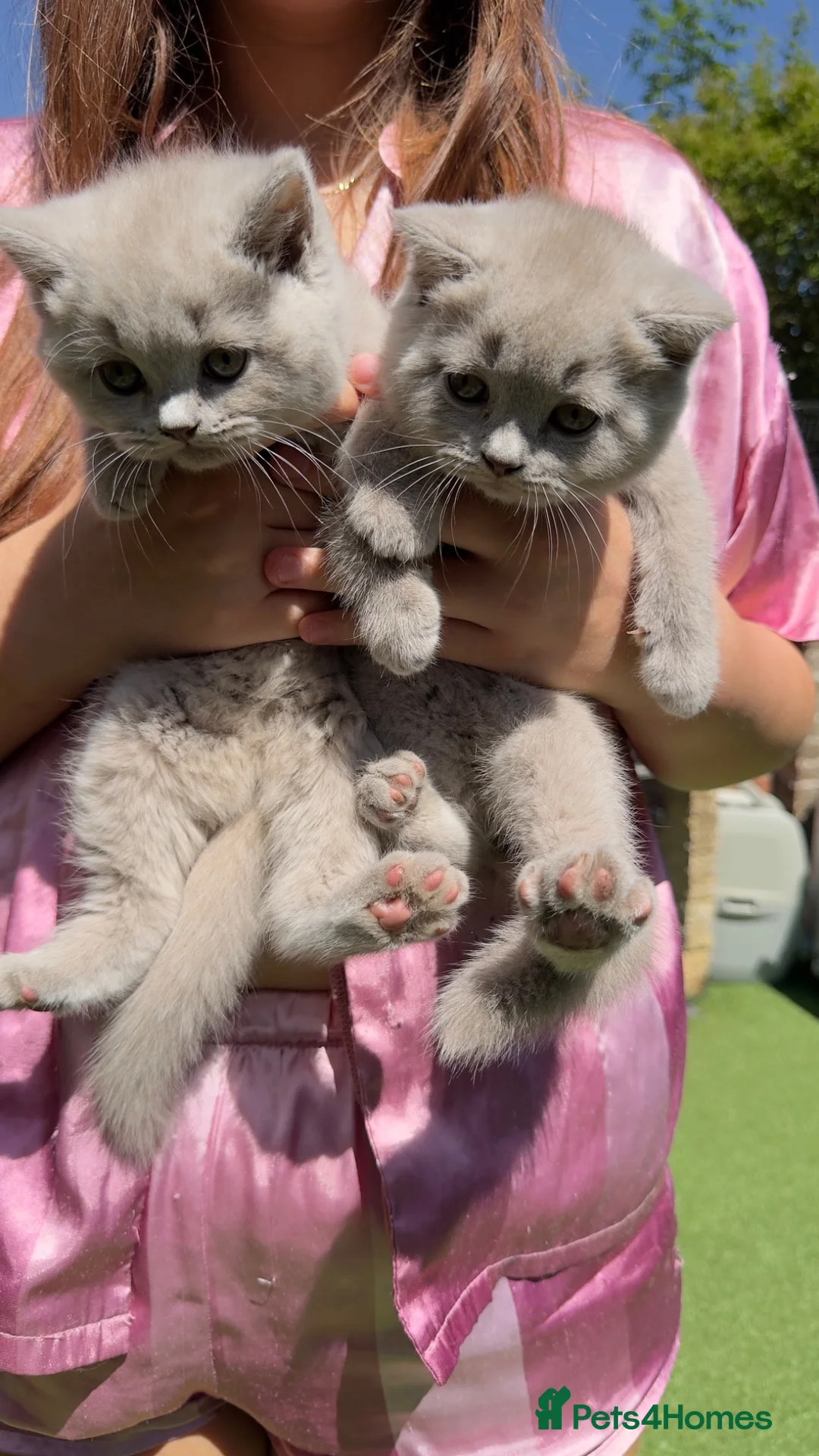 Scottish Fold cats for sale: Adorable Scottish Fold & Scottish Straight Kittens - Advert 11