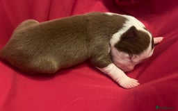 Border Collie dogs for sale: **🐾 Adorable Border Collie Puppies for Sale! 🐾** - Image 11