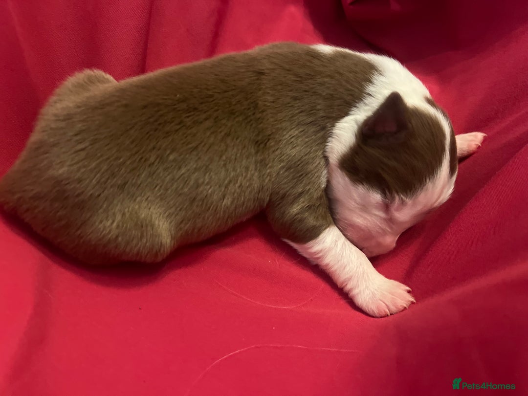 Border Collie dogs for sale: **🐾 Adorable Border Collie Puppies for Sale! 🐾** - Image 11