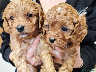 Cavapoo dogs - Advert 6