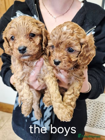Cavapoo dogs - Advert 3