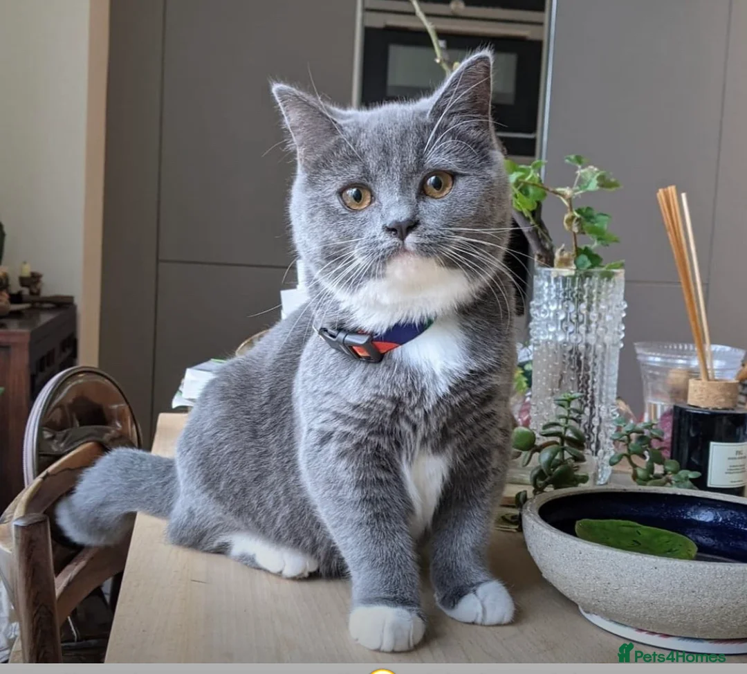 British Shorthair cats for stud: Blue colour BSH Champion Line GCCF stud  in London - Advert 19