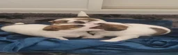 Jack Russell dogs for sale: Pedigree Jack Russell Terrier  in Filey - Advert 14