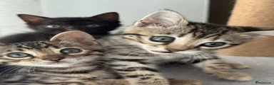 Bengal Kitten 3