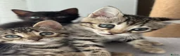 Bengal cats for sale: 9 weeks old bengal kitens - Advert 1
