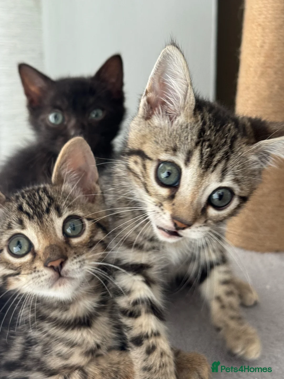 Bengal cats for sale: 9 weeks old bengal kitens - Advert 1