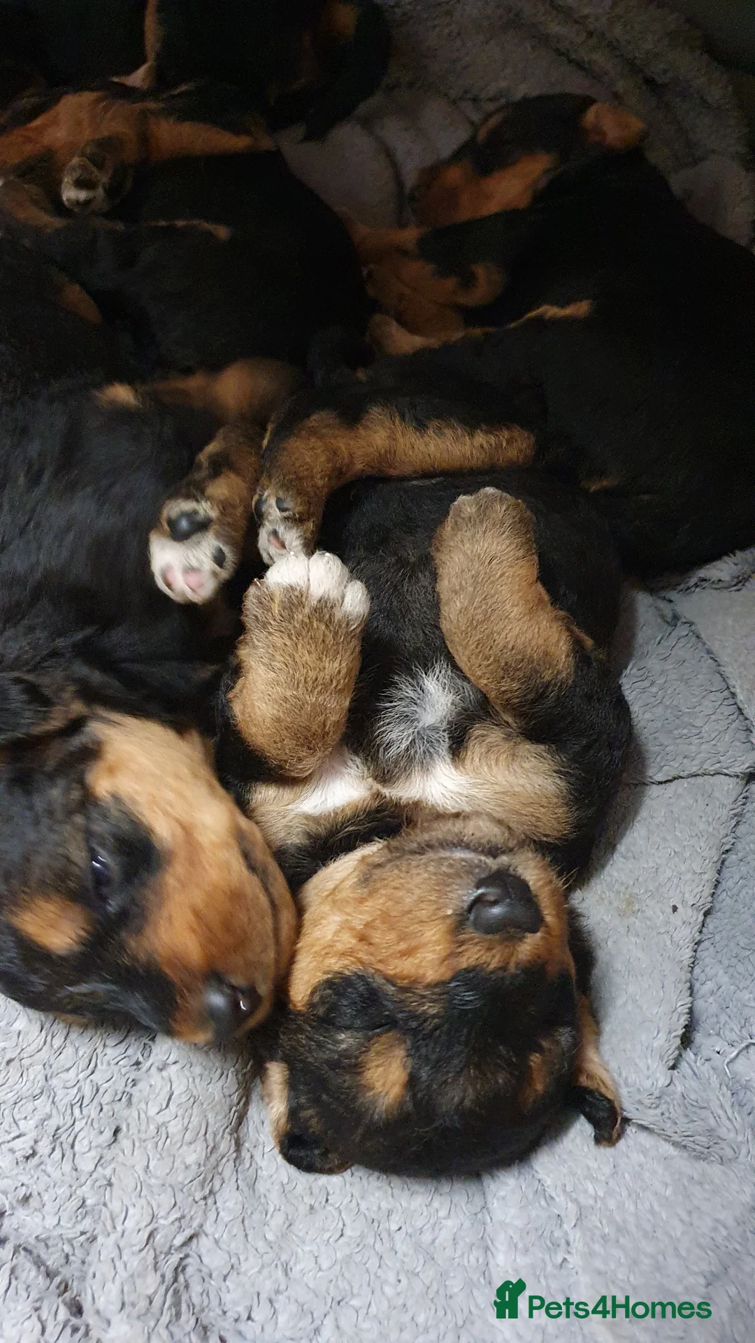 Airedale Terrier dogs for sale: Airedale puppies from health tested parents  - Advert 4