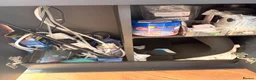 Sharks fish for sale: Full tank set up - Advert 4