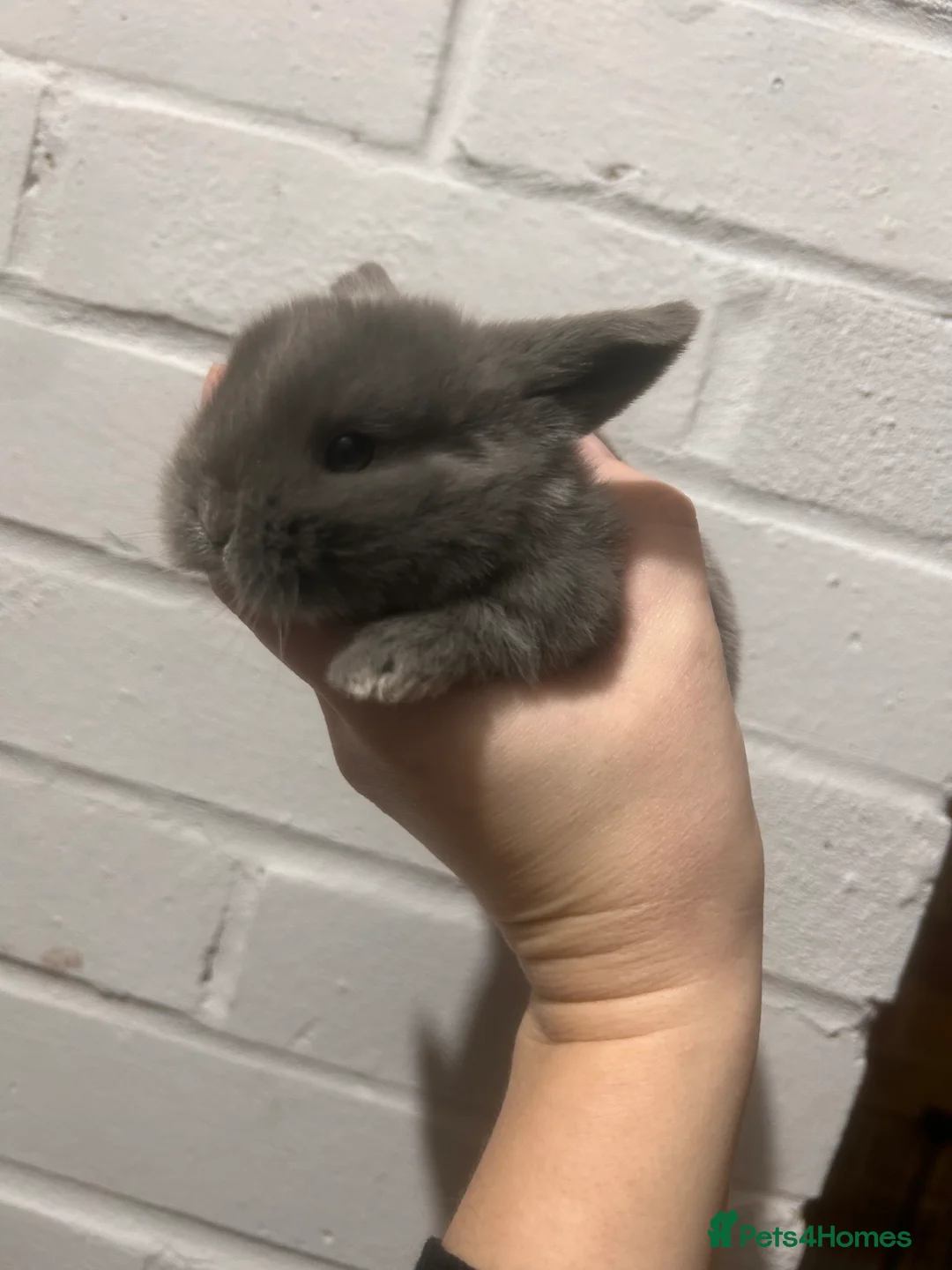 Mini Lop rabbits for sale: Beautiful mini lop Bunnies - Advert 6