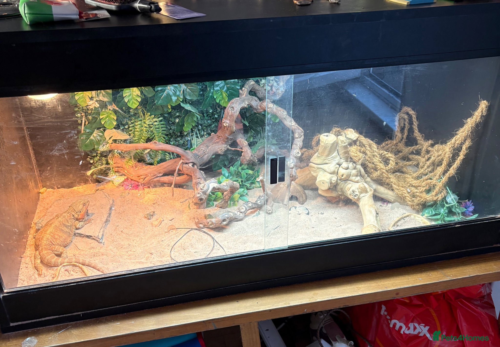 Bearded Dragon reptiles Red bearded 2yr female dragon n full Viv set up - Advert 11