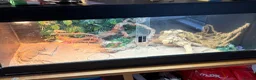 Bearded Dragon reptiles for sale: Red bearded 2yr female dragon n full Viv set up in Ilkeston - Advert 1