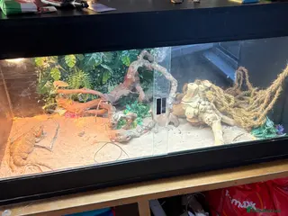 Bearded Dragon reptiles Red bearded 2yr female dragon n full Viv set up - Advert 11