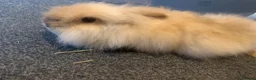 Mini Lion Lop rabbits for sale: Penny - Adult Rabbit Looking for a Loving Home - Advert 4