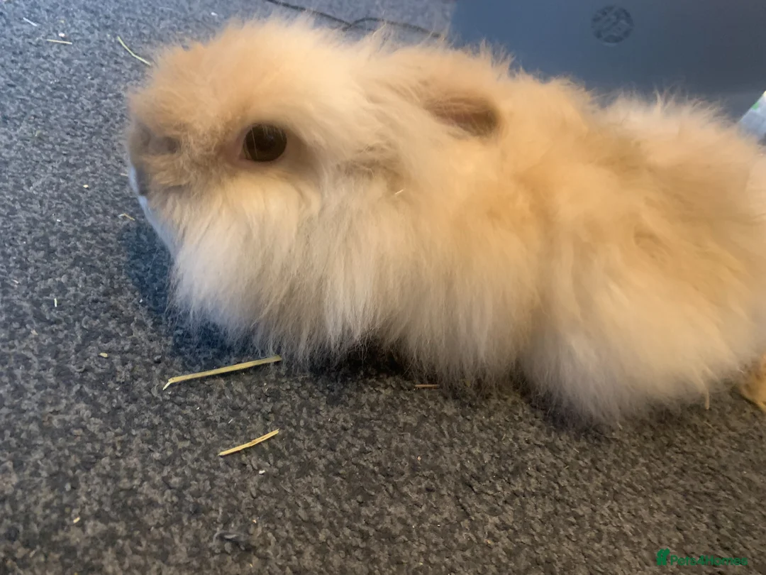Mini Lion Lop rabbits for sale: Penny - Adult Rabbit Looking for a Loving Home - Advert 4