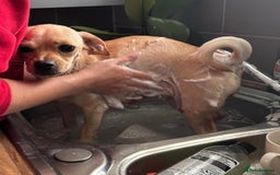 Chiweenie dogs for sale: chiweenie - Image 12