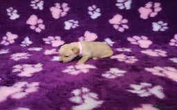 Labrador Retriever dogs for sale: KC registered yellow/black labrador puppies  - Image 19