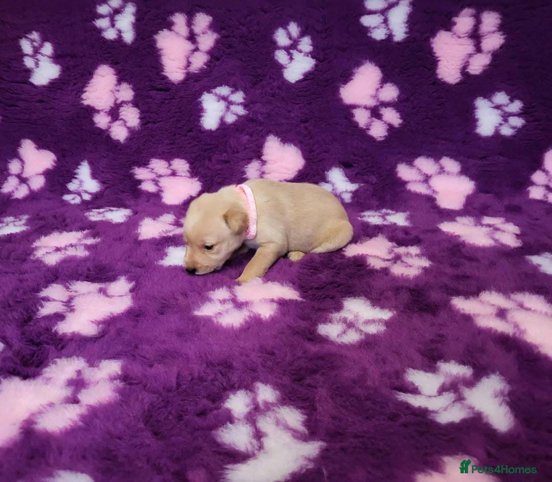 Labrador Retriever dogs for sale: KC registered yellow/black labrador puppies  - Image 19