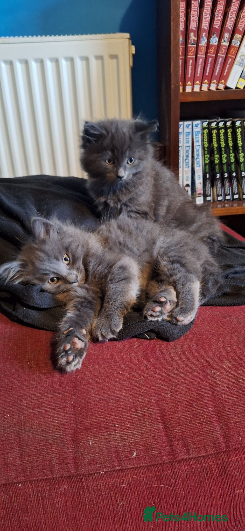 Mixed Breed cats Gorgeous Semi-Longhair Fluffy Grey Kittens - Advert 8