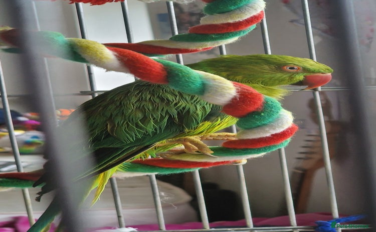 Ringnecks birds - Advert 4