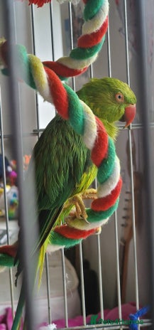 Ringnecks birds - Advert 5