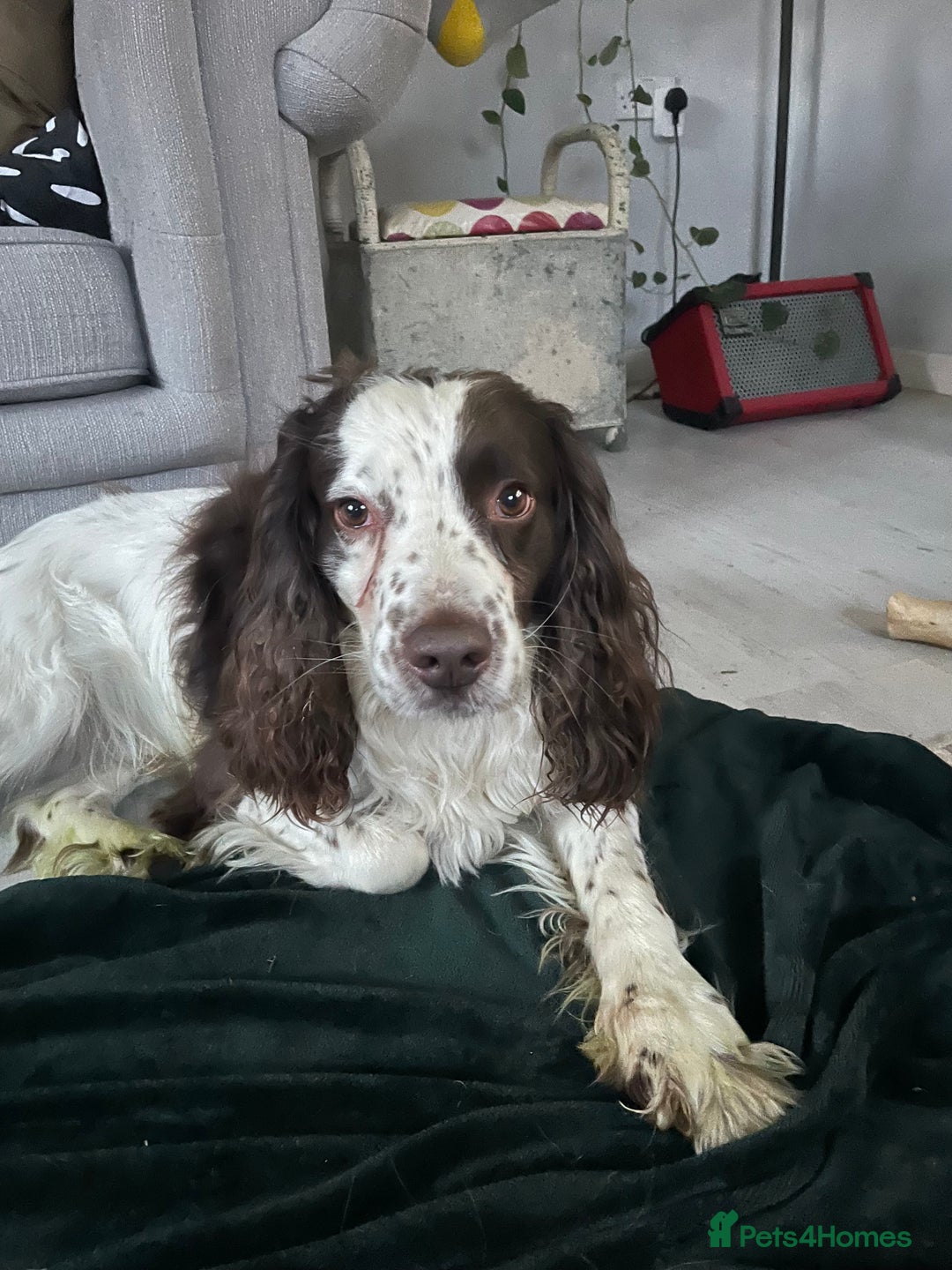 English Springer Spaniel dogs for sale: Reggie - Advert 4