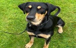Mixed Breed dogs for adoption: Parker (Hound mix) - Image 8
