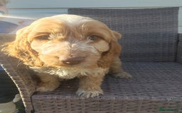Cockapoo dogs for sale: Cockapoo puppies - Image 7