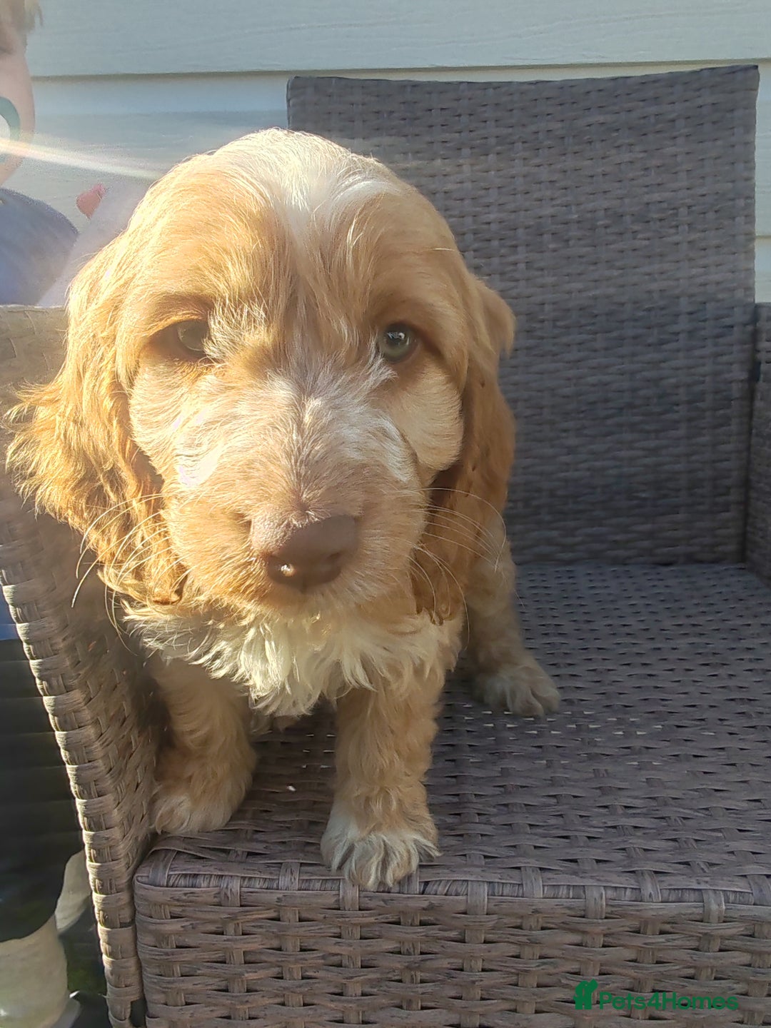 Cockapoo dogs for sale: Cockapoo puppies - Image 7