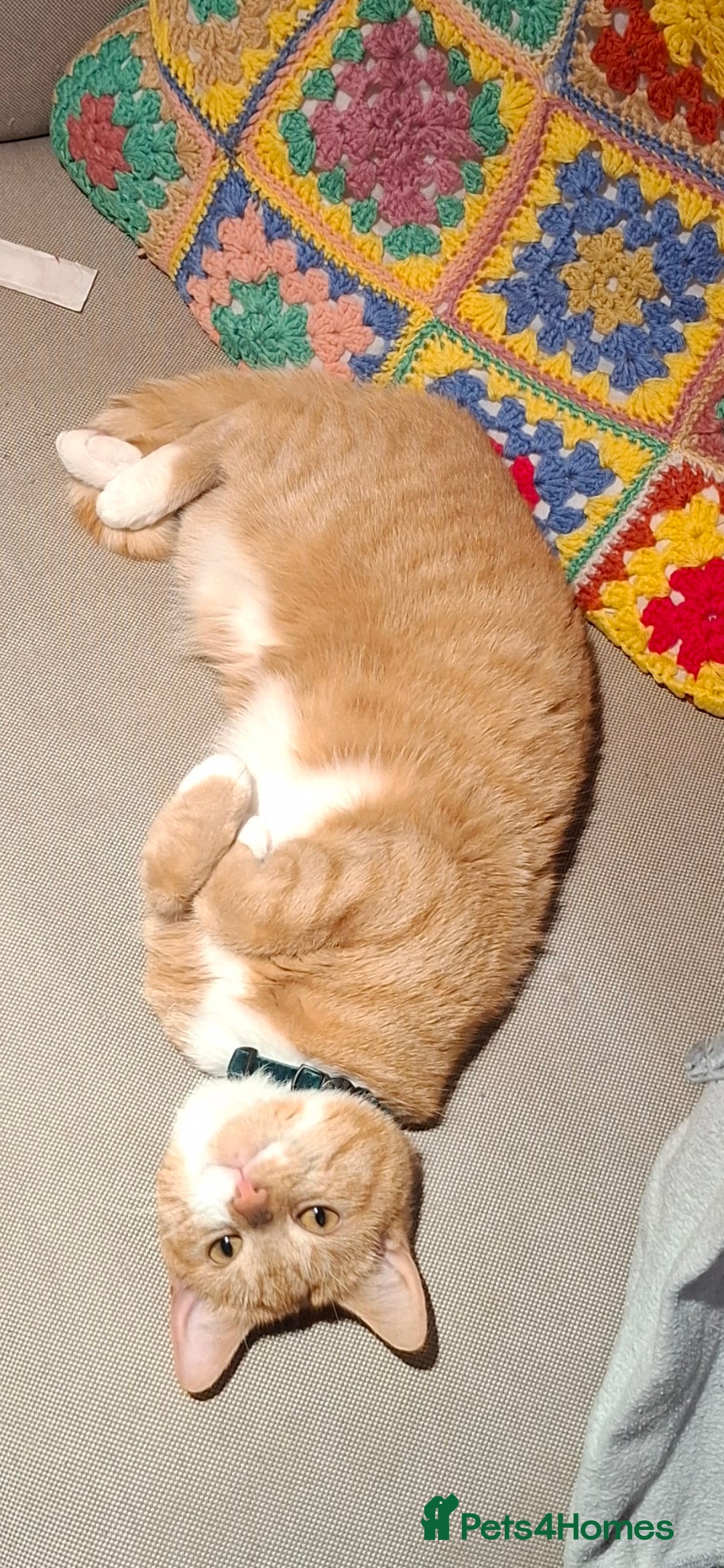 Mixed Breed cats for sale: Ginger Tom - Advert 4