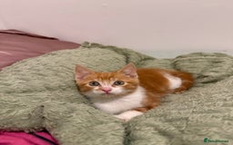 Mixed Breed cats for sale: Ginger & White Kitten Playful, Affectionate 🐾 - Image 3
